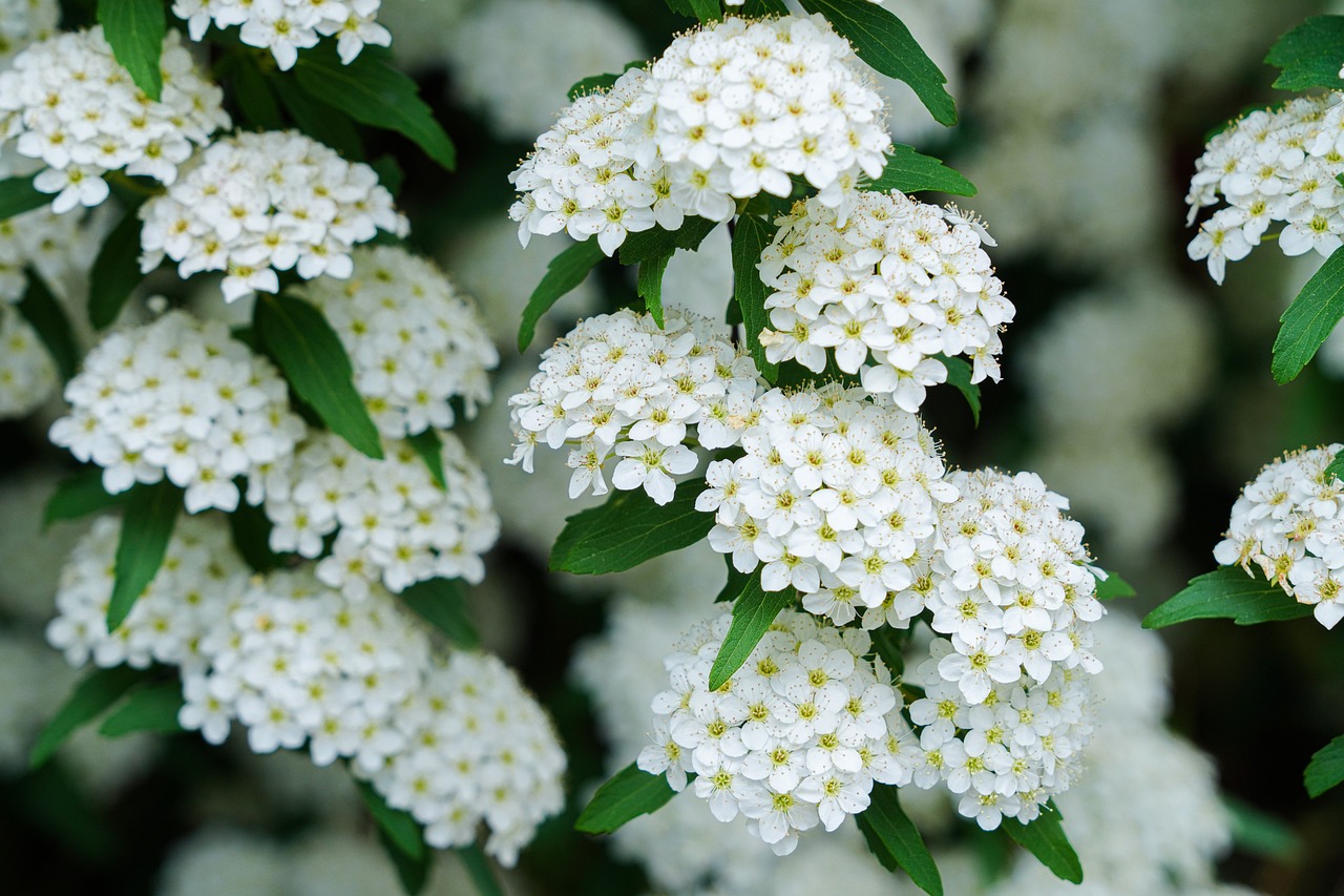 havecenter_hækplanter_spirea