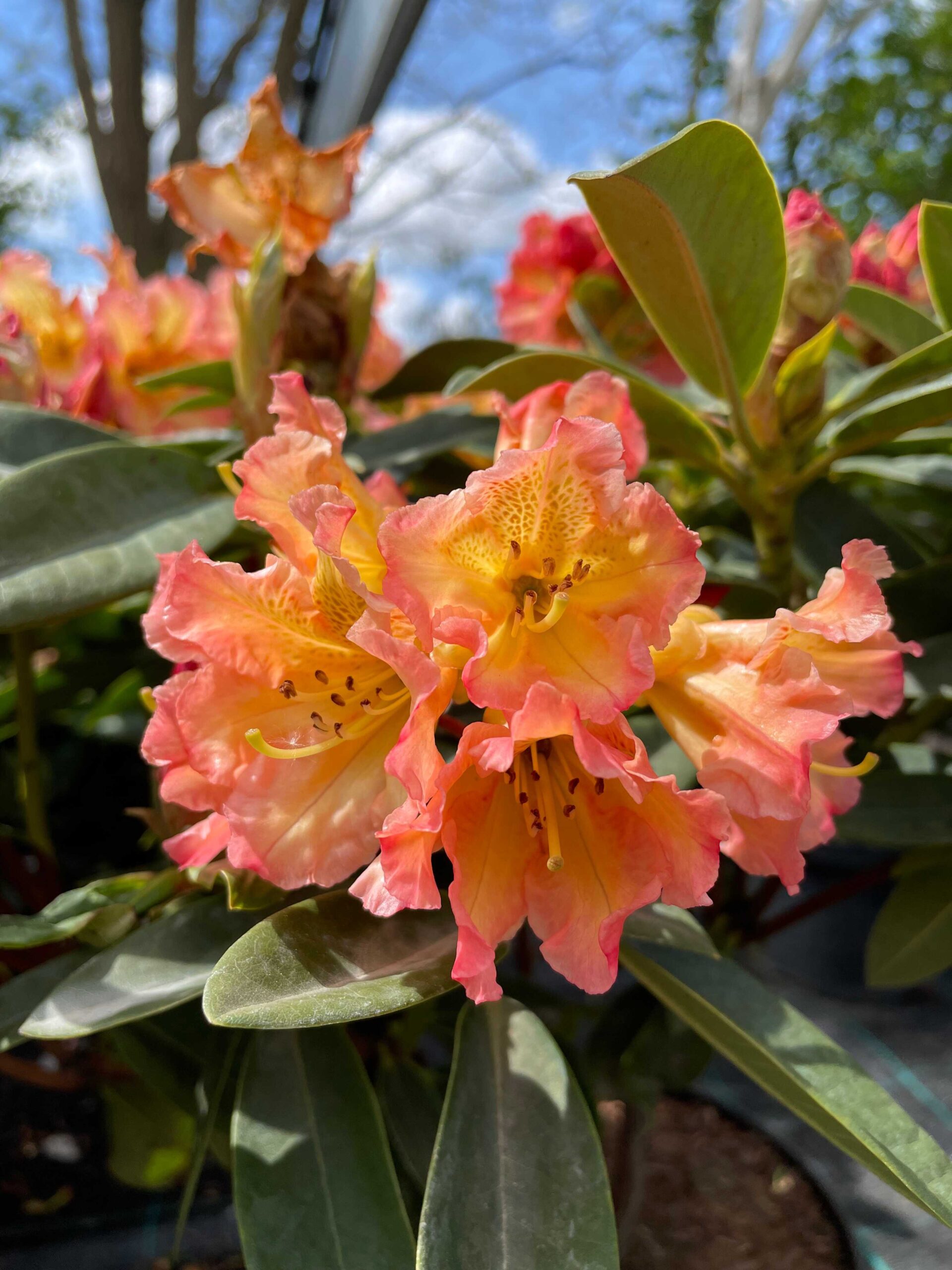 Plantevejledning_stedsegrønne_planter