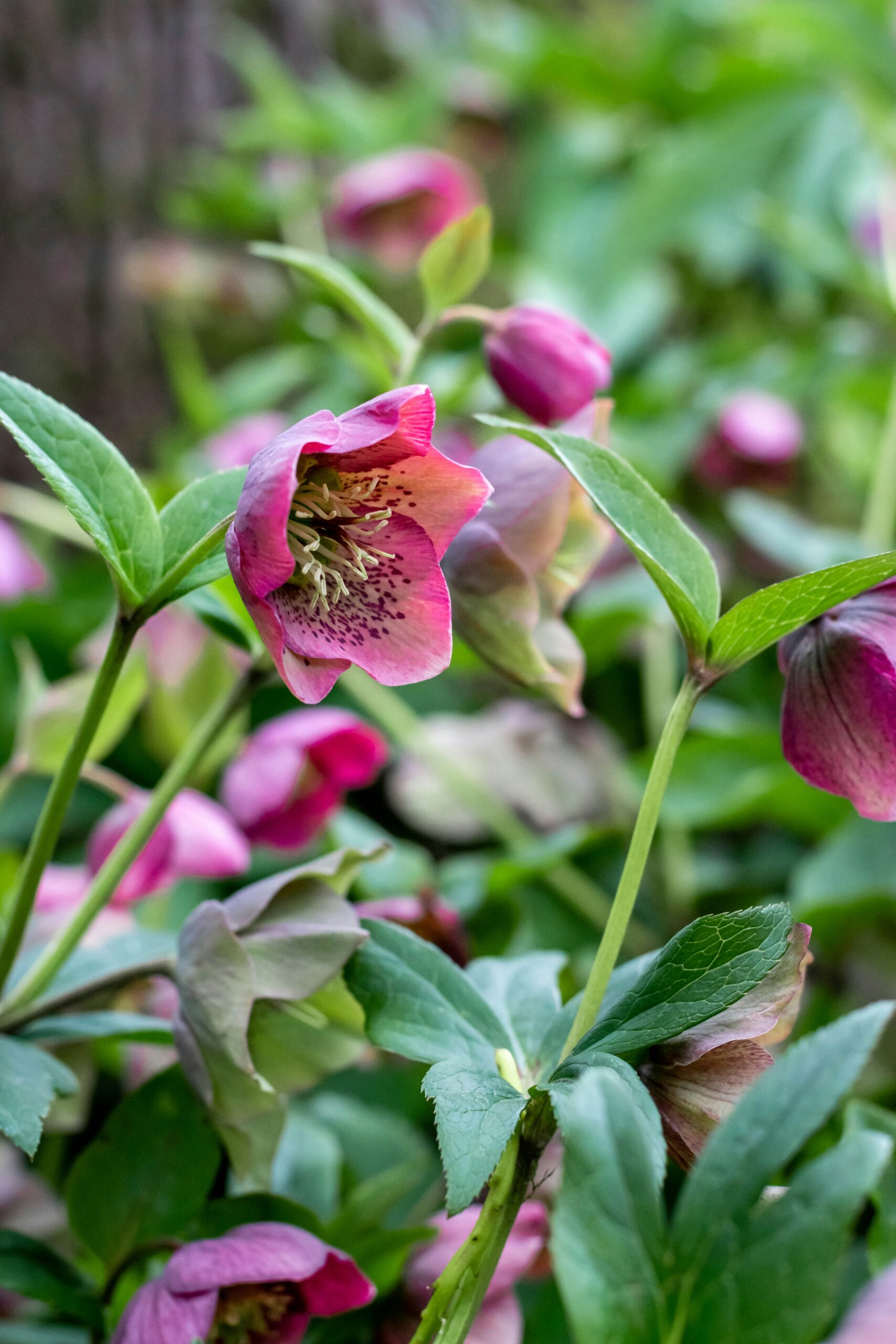 Stedsegrønne_planter_helleborus